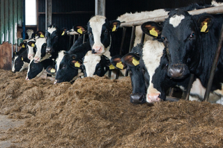 Burn Down Days: Feed Value Starts at the Field Burn Down Days: Feed Value Starts at the Field