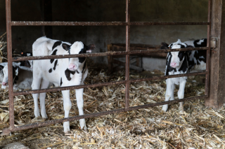 Holstein calves standing at fence