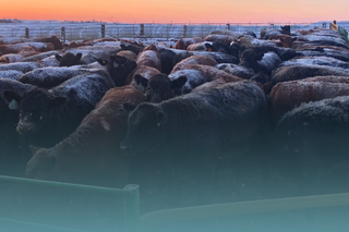 Solutions that Fit Your Beef Operation 