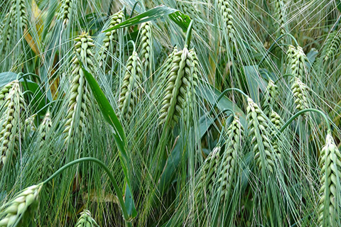 Barley in a field.