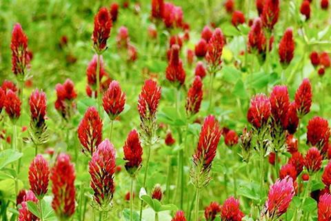 Crimson clover in a field.