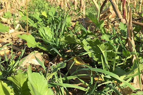 Tillage radishes