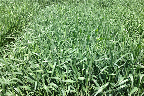 Triticale in a field.