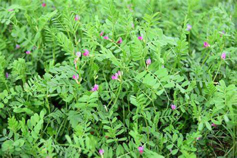 Vetch in a field.