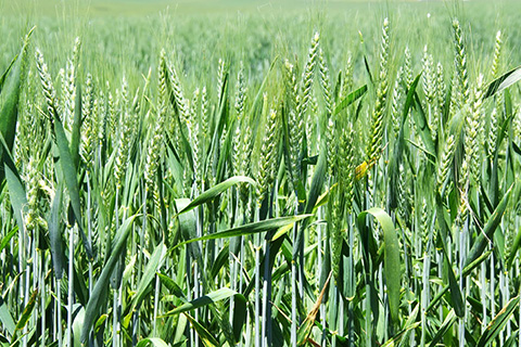 Wheat in a field.