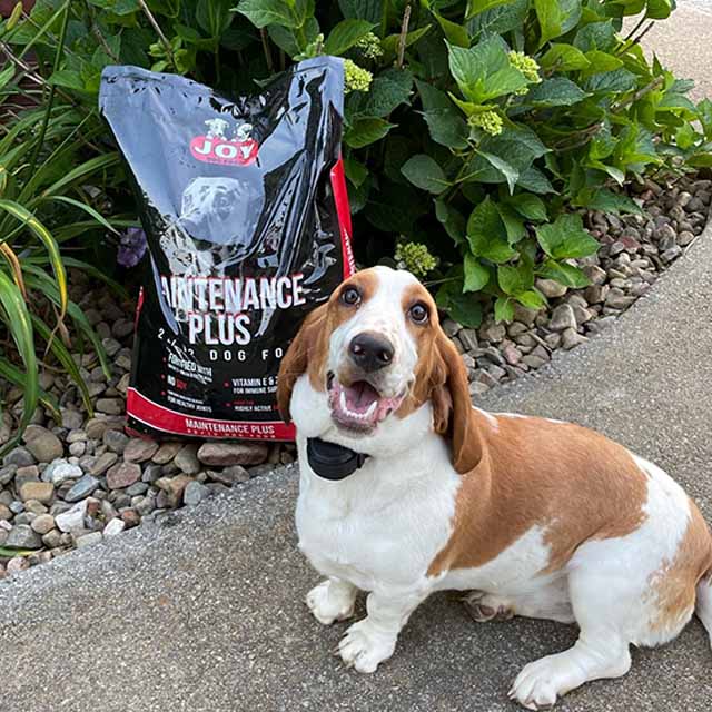 A dog sitting in front of a bag of JOY Dog Food.