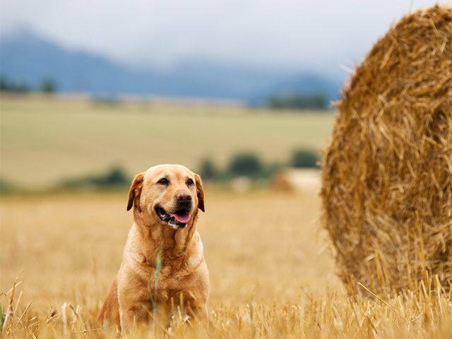 A labrador retrever sitting in a field next to a bale of hay.