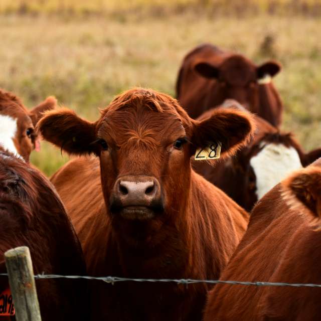 Cattle