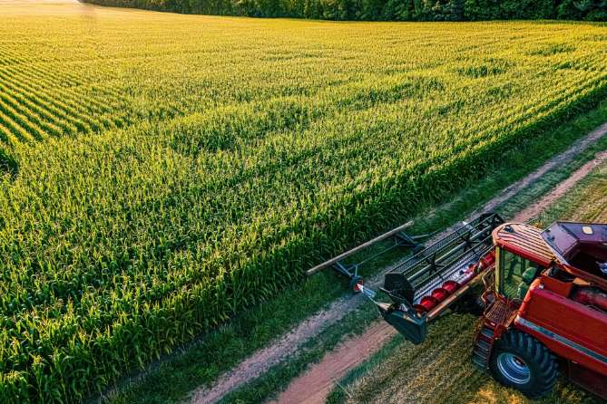 Farm Field