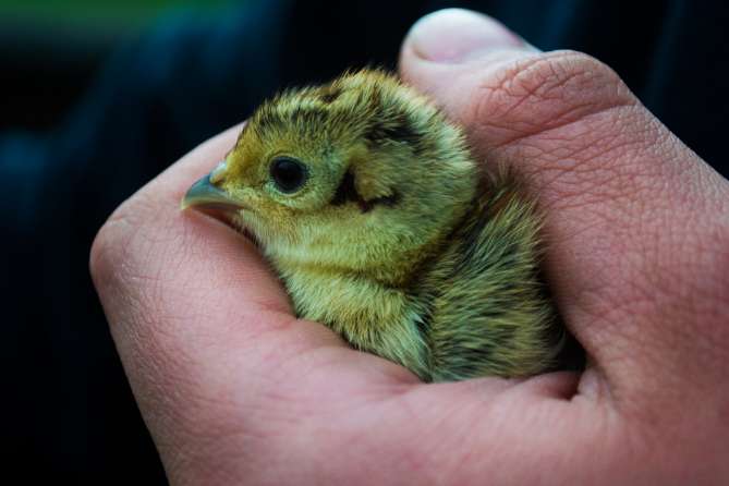 Pheasant Chick