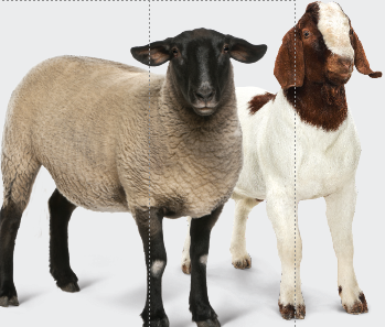Sheep-Goat.png