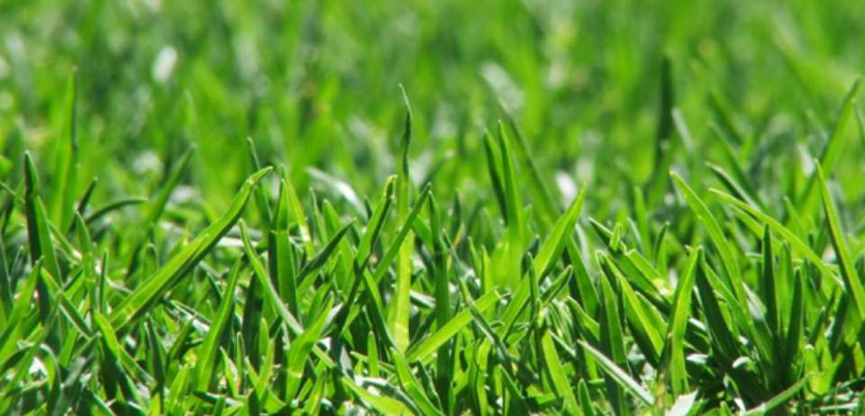 Grass Closeup Photo