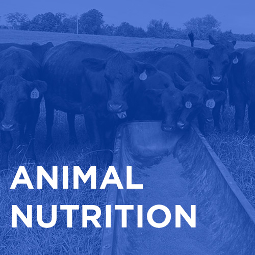 Animal Nutrition