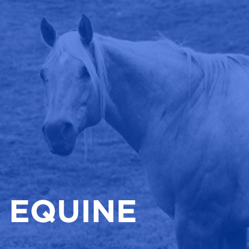 Equine Category