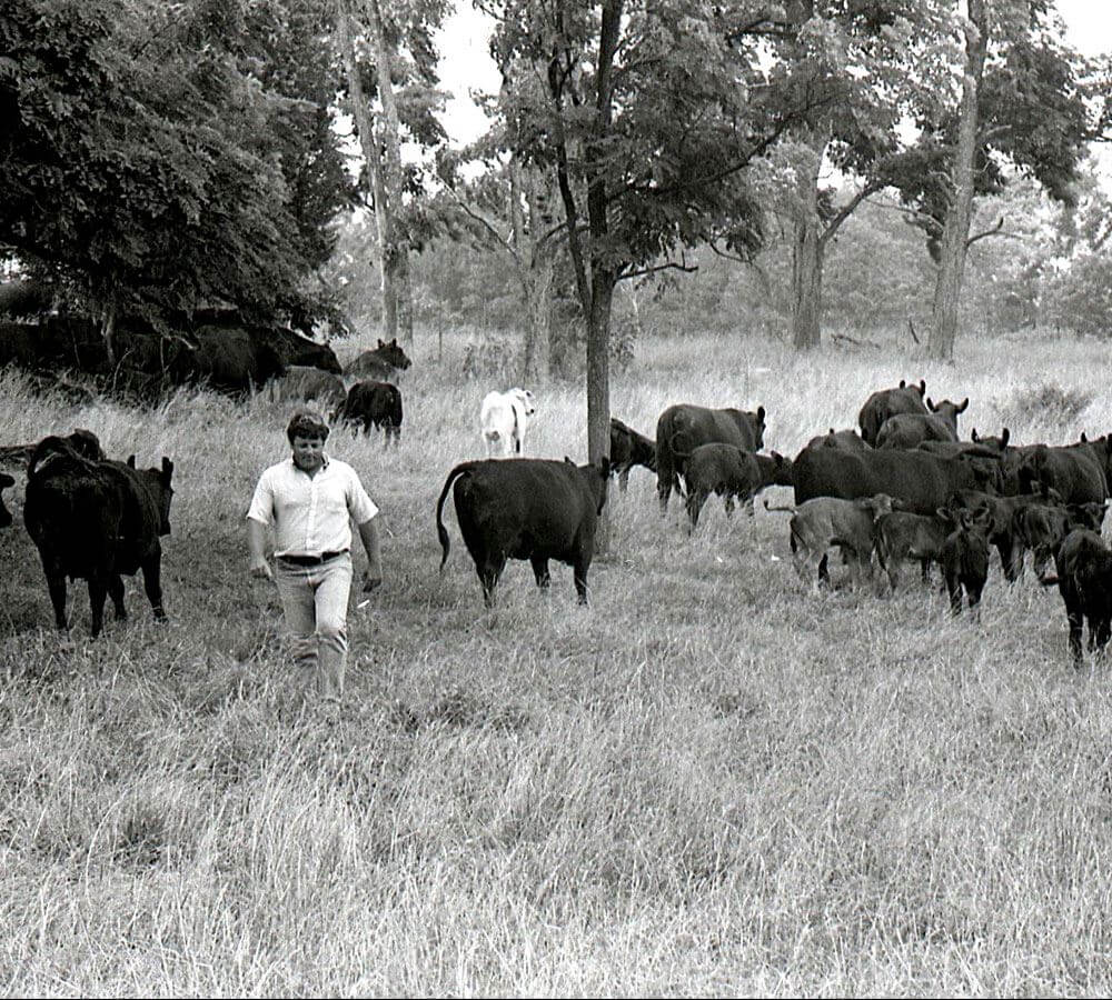 A farmer in a field with his cattle
