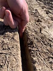 Two fingers in planting row