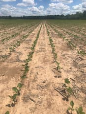 Soybeans in field in TN showing emergence