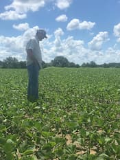 Agronomist looking at field of green soybeans in TN when soybeans are about ankle high.