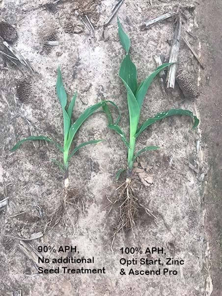 Corn seedling showing roots and noting which treatment had larger root mass