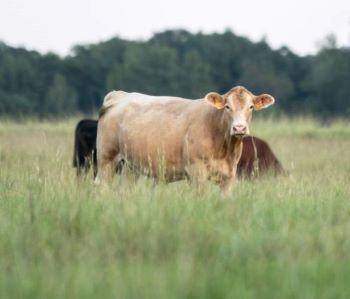 Energy and Protein for Beef Cows