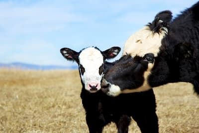 Beef calf being licked by the cow in a field
