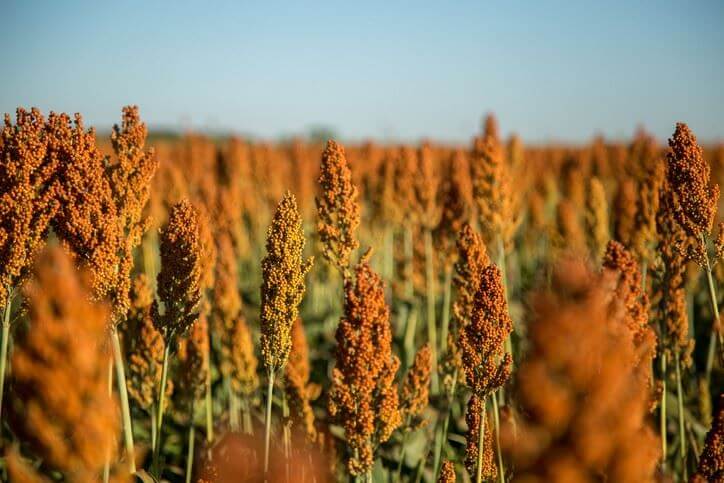 Sorghum field