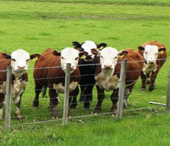 Beef Cattle standing at the fence, waiting to be fed.