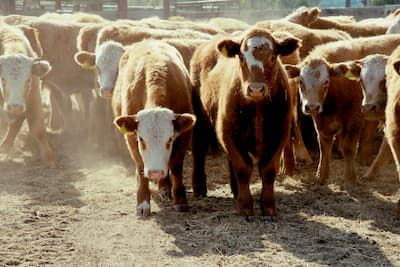 Beef Cattle in a yard