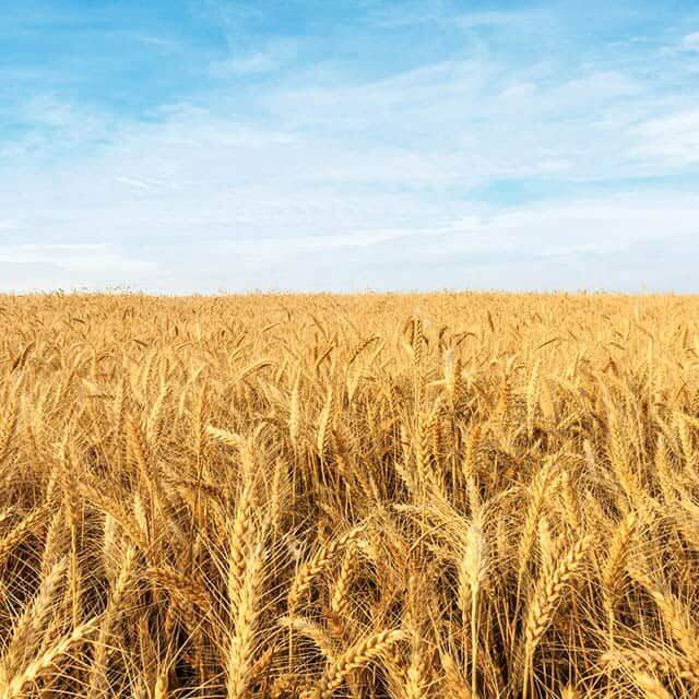 Midway makes large donation to Kansas Wheat Commission