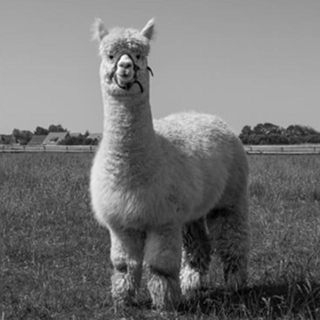 alpaca-life-stages