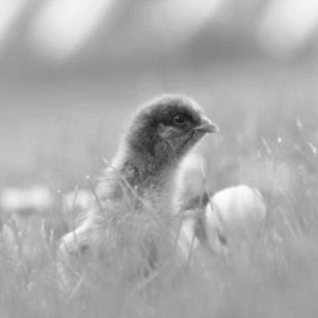 caring_for_baby_chicks