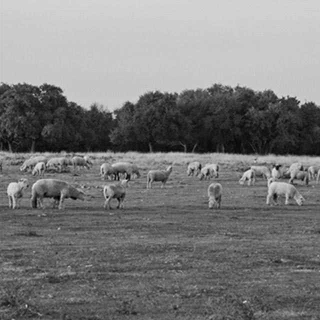 Creep Feeding Lambs