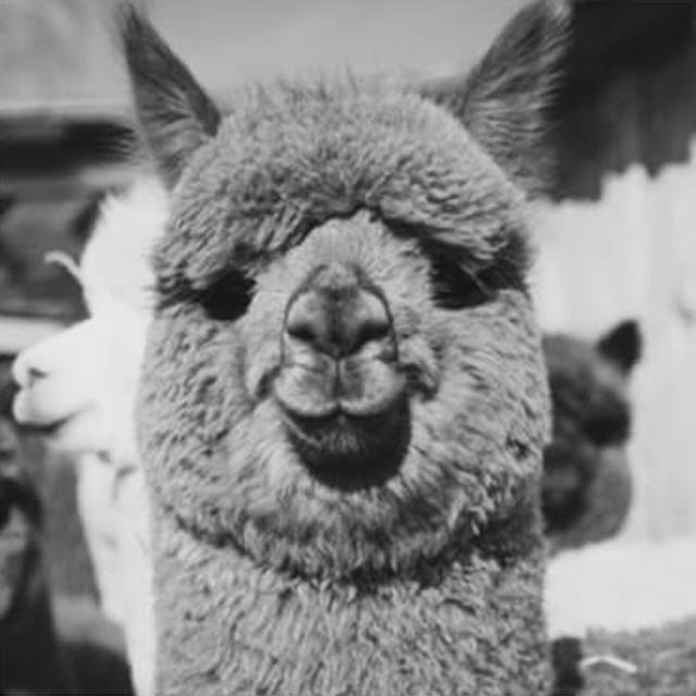 feeding-trends-for-alpacas