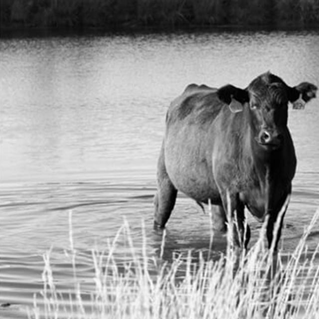 Don’t Overlook Livestock Water Quality