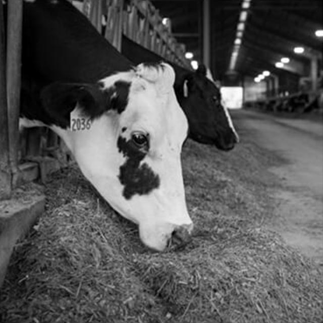 Using Lysine in Cattle Feed