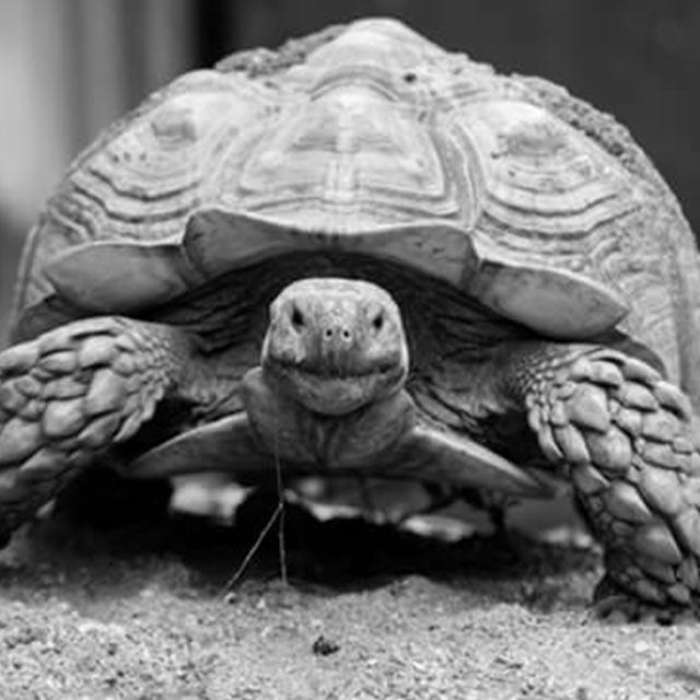 need-to-know-tortoise