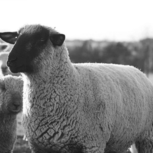 Sheep Nutrition Critical For Year-Round Performance