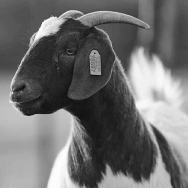 three-goat-mineral-must-haves