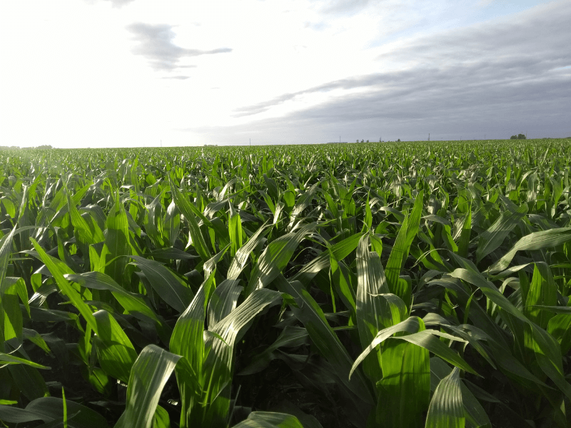 corn-field