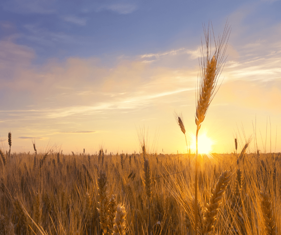 wheat-field