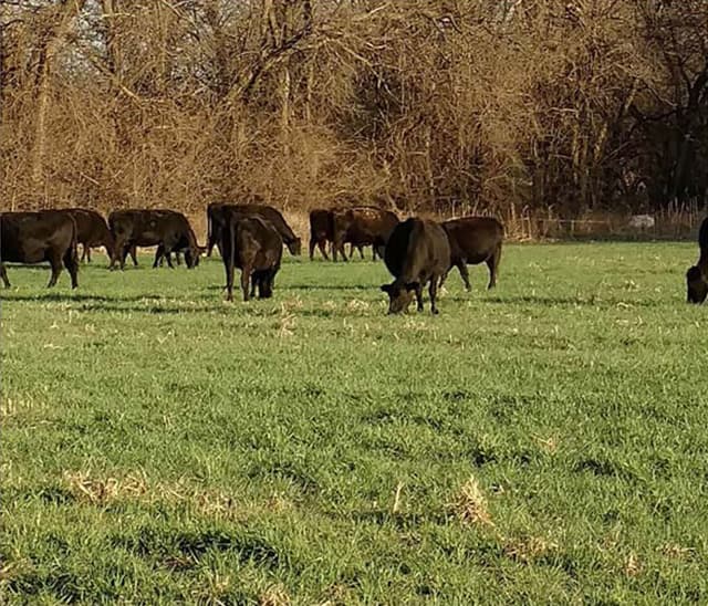 cattle-grazing