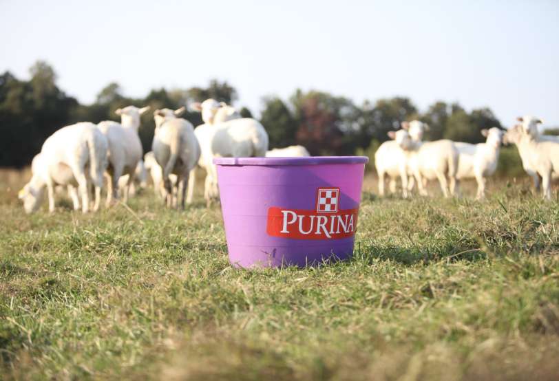 purina-goats