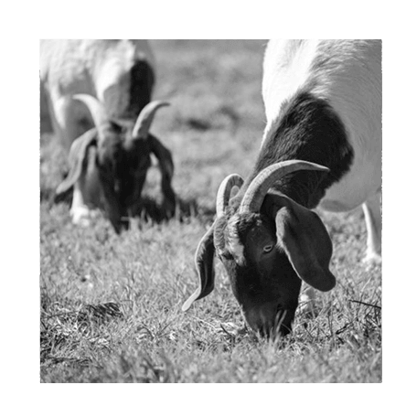 urinary-calculi-in-goats