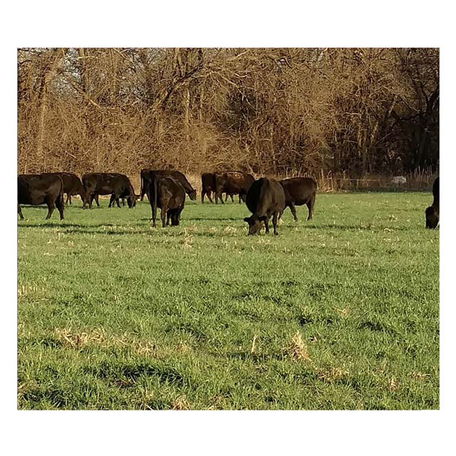 cows-in-the-field