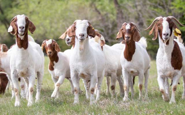 goat-sheep