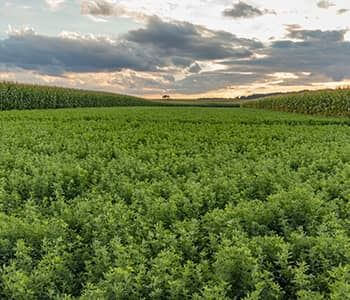 Alfalfa Field