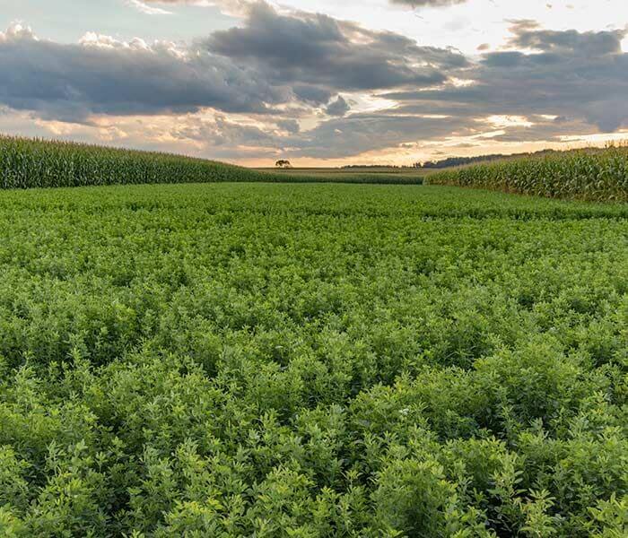 Alfalfa field