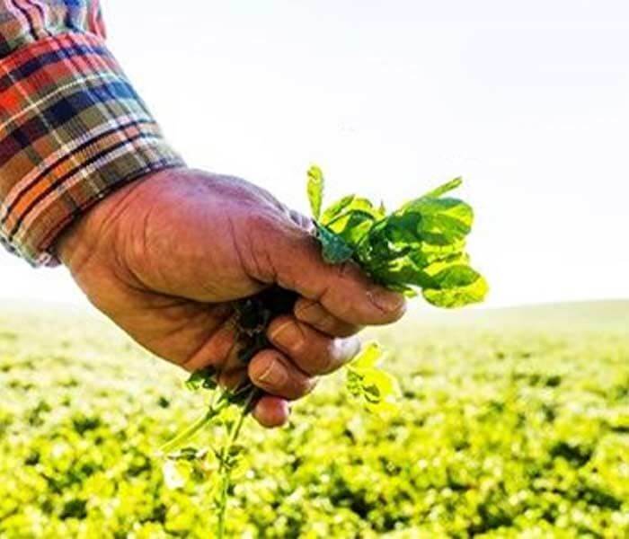 Hand holding alfalfa