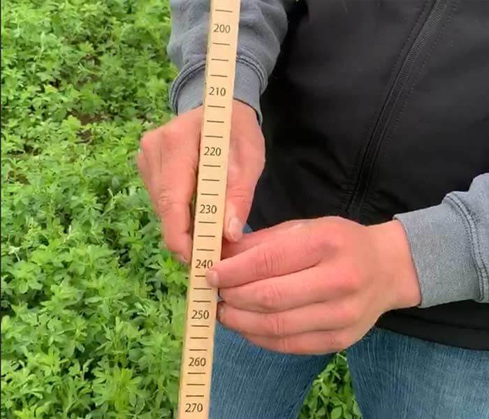 Measuring RFV of Alfalfa