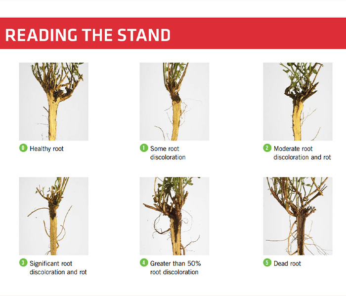 Evaluating alfalfa stands